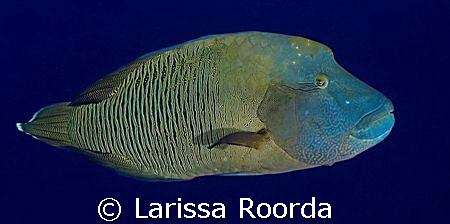 Napoleon Wrasse pic from Palau.  Running out of pics!  Ne... by Larissa Roorda 